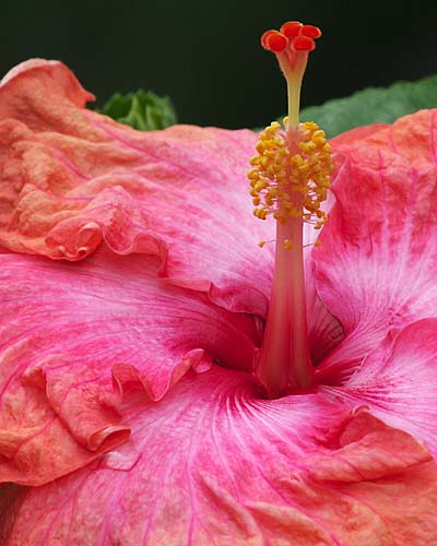 Upright