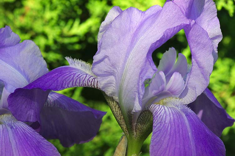 Irises