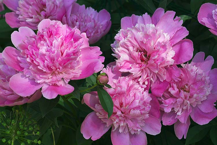 Peonies