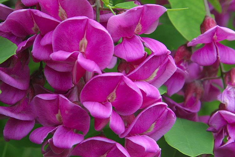 Robinia