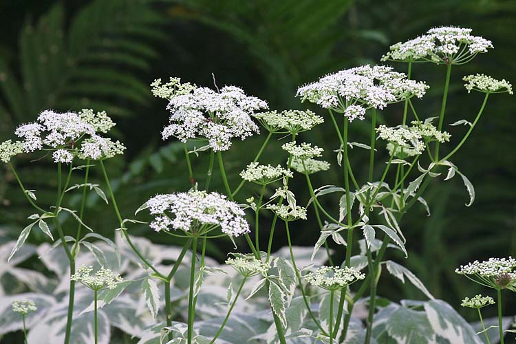 Goutweed