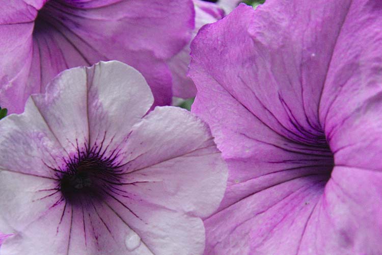 Pretty Petunias