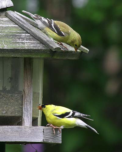 \"How\'s The Seed Today?\"