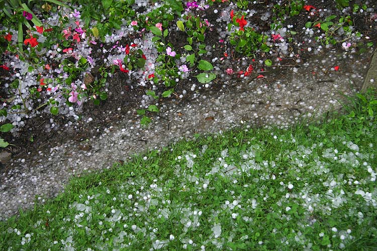 Battered Garden