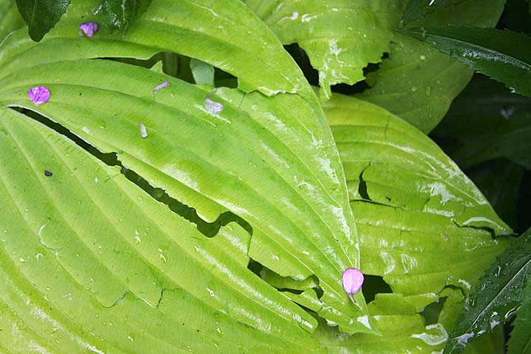 Shredded Hostas
