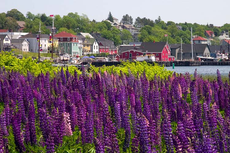 Lupins in Lunenburg