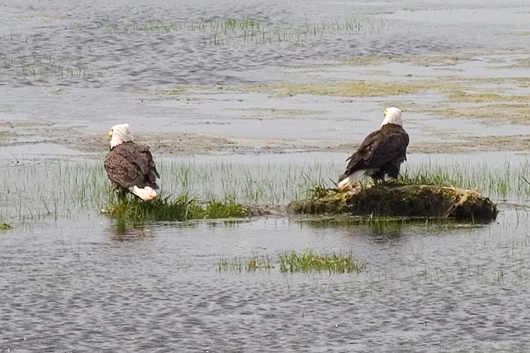 Eagles Fishing