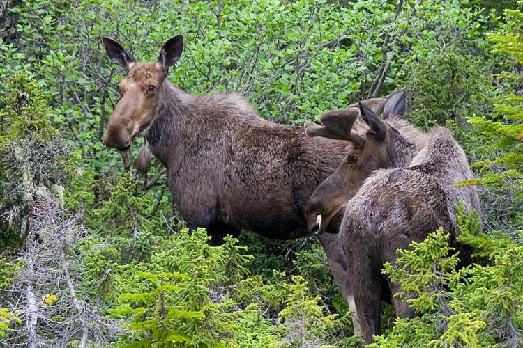 Moose