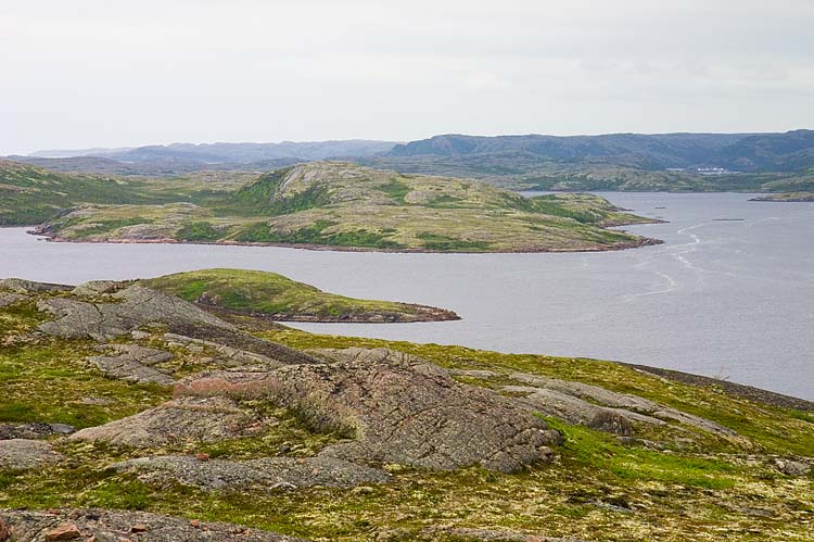 Labrador