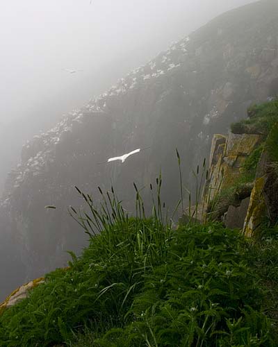 Gannet on the Wind