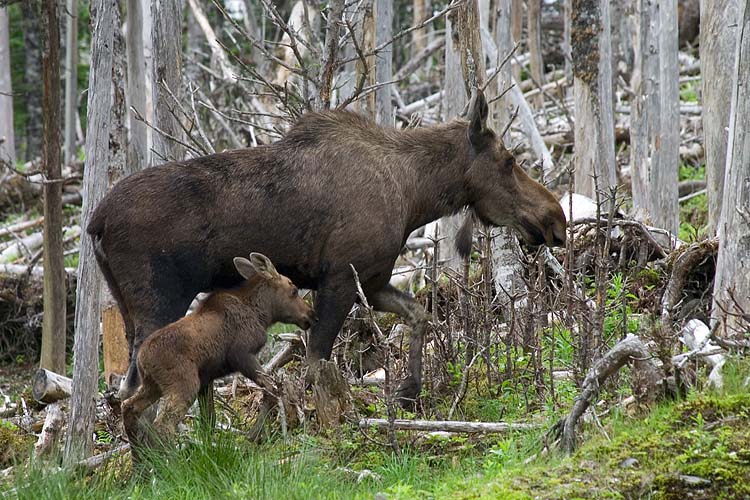 Following Mom