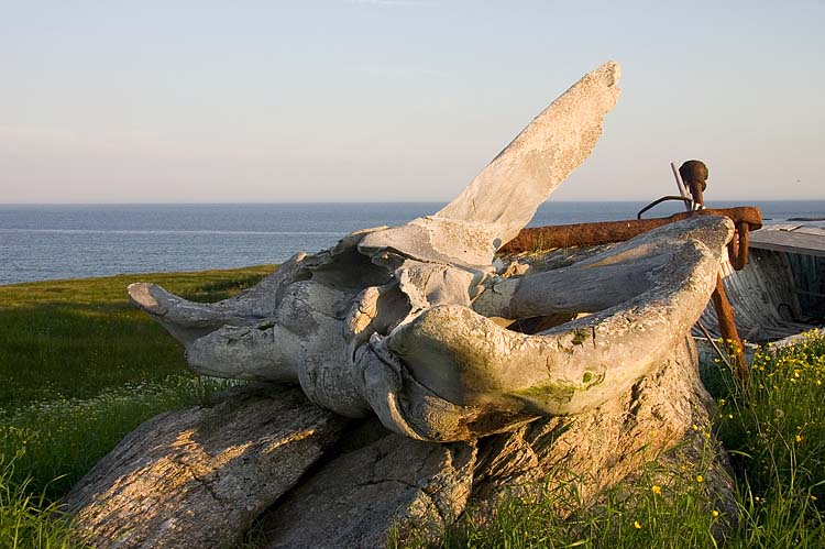 Whale Bone