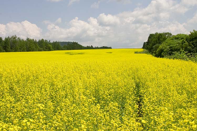 Canola
