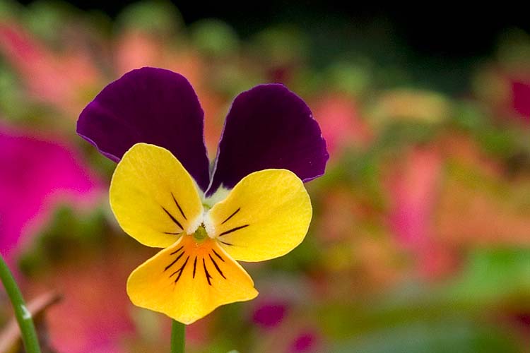 Still Going Strong