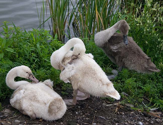 \"Ugly Ducklings\"