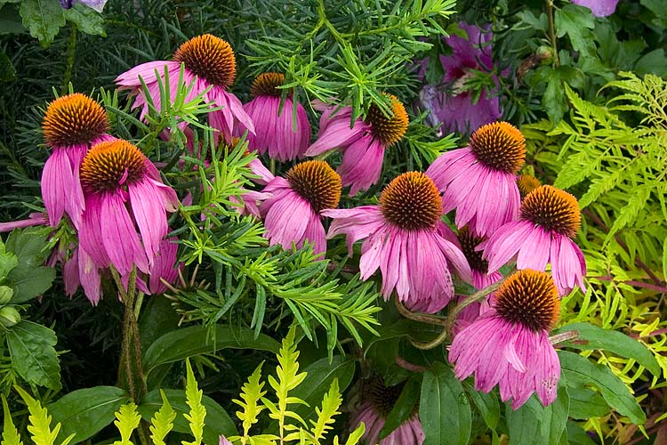 Echinacea