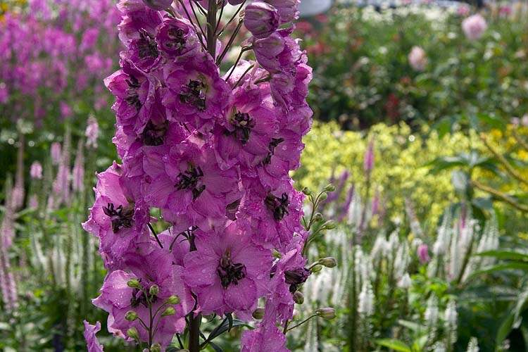 Delphinium
