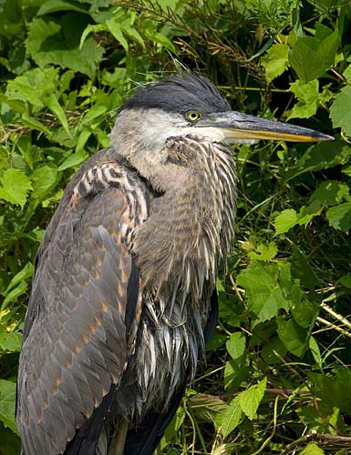 Heron