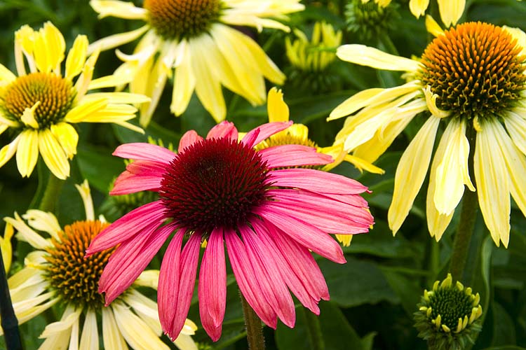 Pink Coneflower