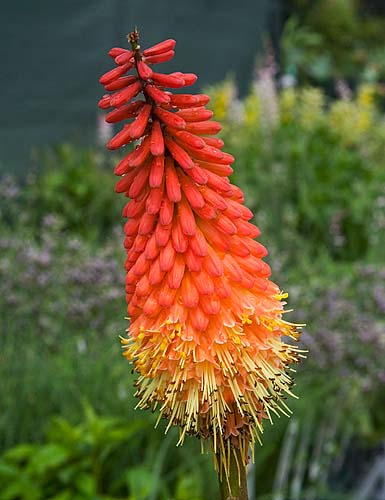 Red Hot Poker