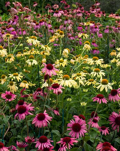 Coneflowers