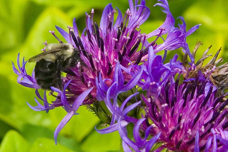 Looking For Nectar
