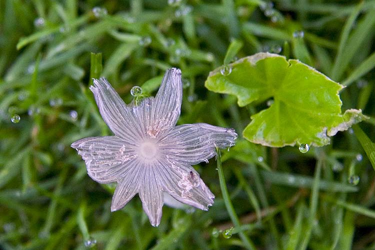 Soaked Starburst