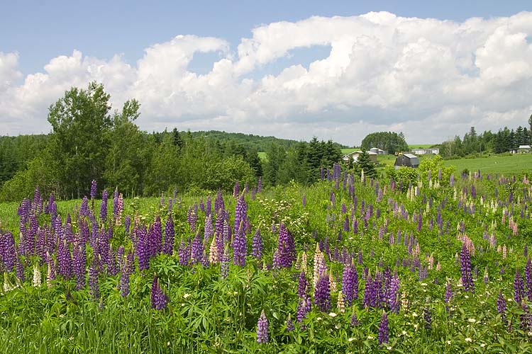 Lupins in New Brunswick