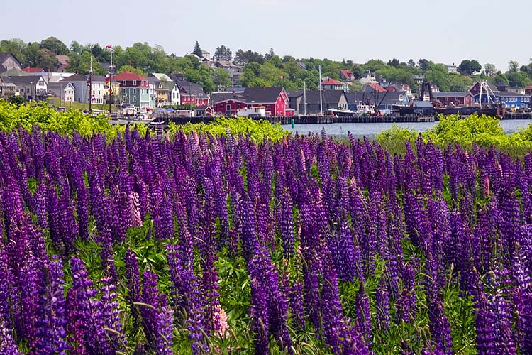 Lupins in Lunenburg