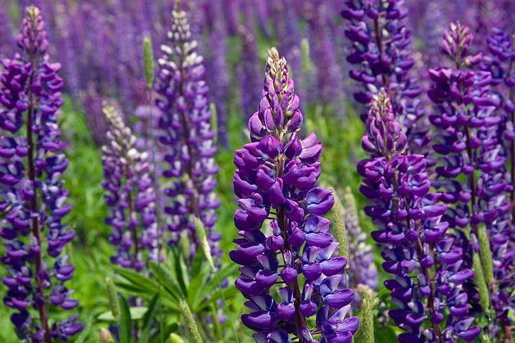 Blue Lupins