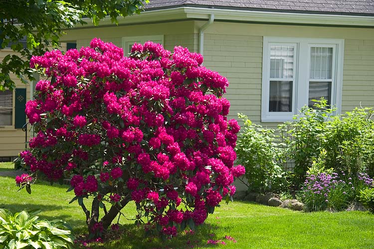 Rhododendrons