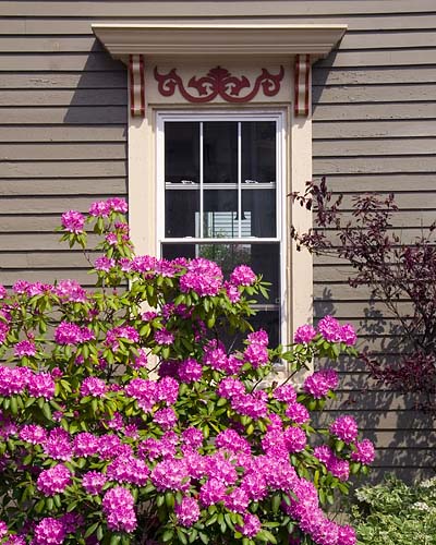 Window with Rhododendrons