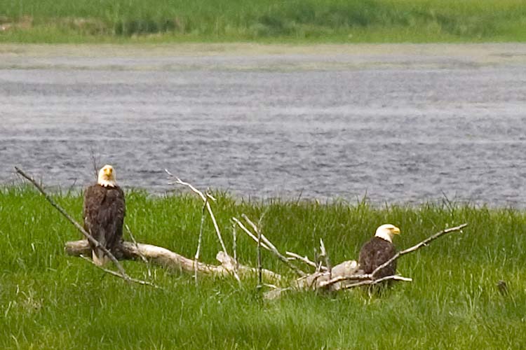 Bald Eagles