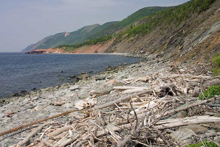 Piles of Driftwood