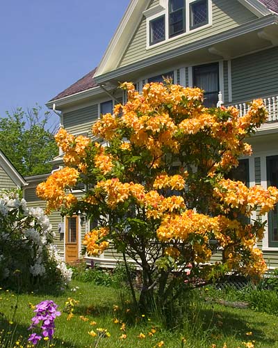 Rhododendrons Everywhere