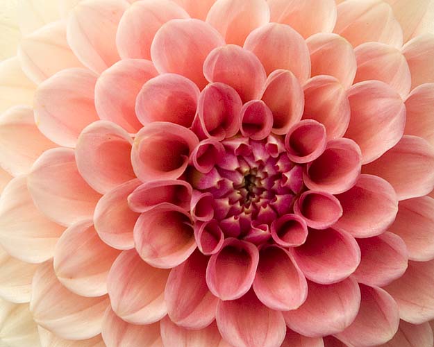 Petal Pattern