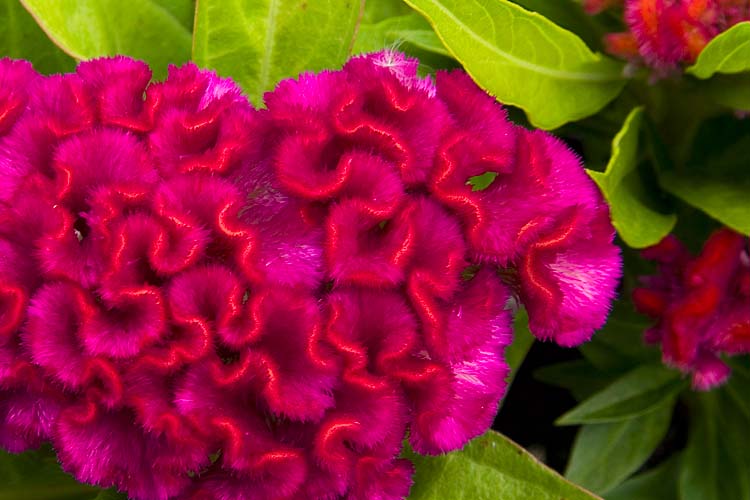 Fuzzy Flower