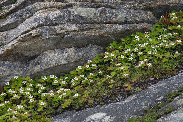 Cloudberry