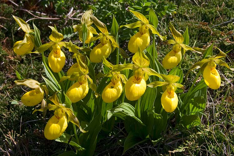 Yellow Lady\'s Slipper