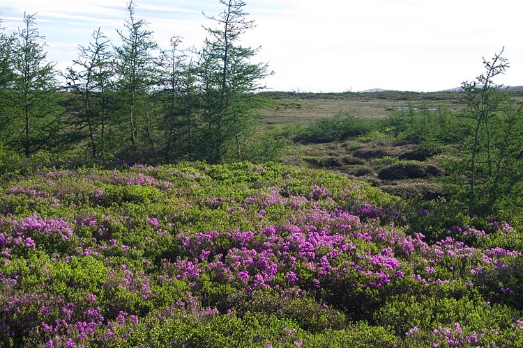 Pink Bushes