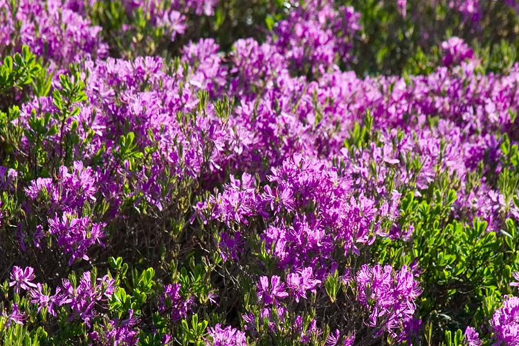 Rhodora