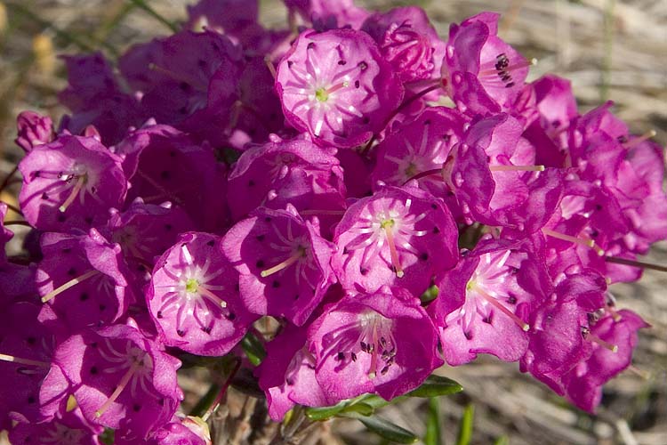 Sheep Laurel