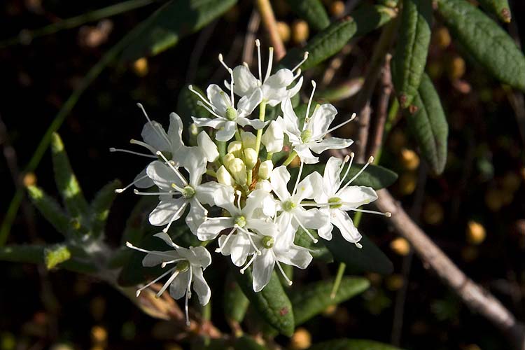 Labrador Tea