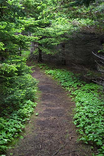 Into the Woods