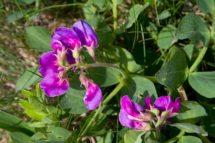 Beach Pea