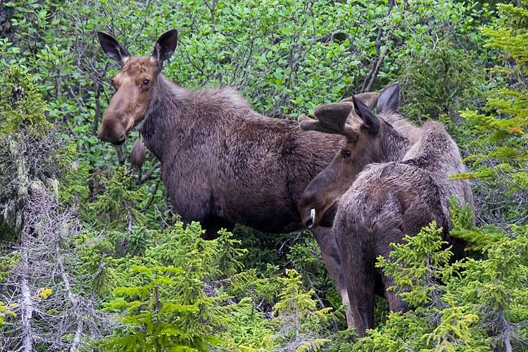 Moose