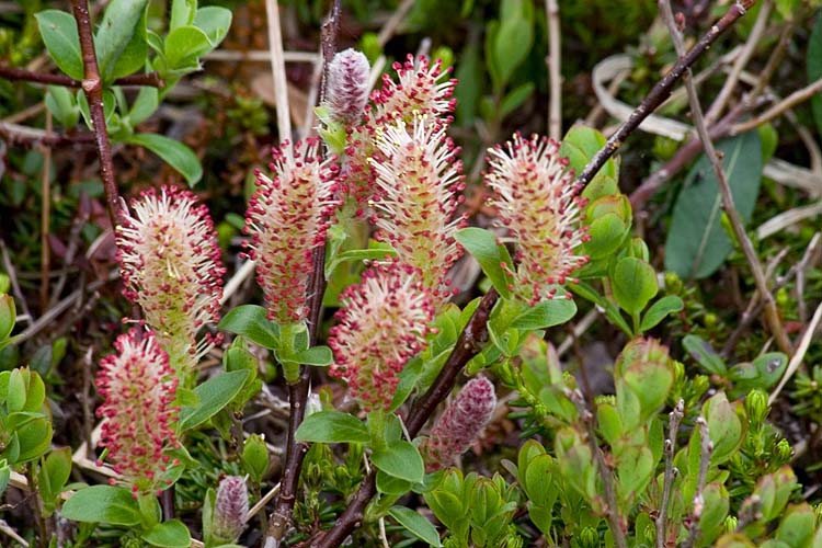Arctic Willow