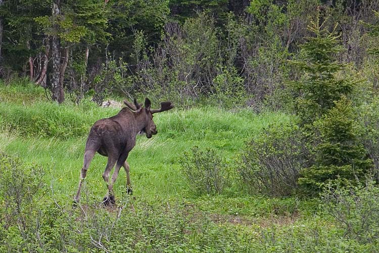 There Goes Another One!