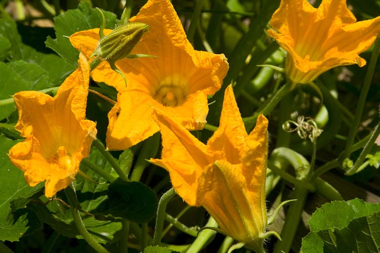 Gourd Blossoms