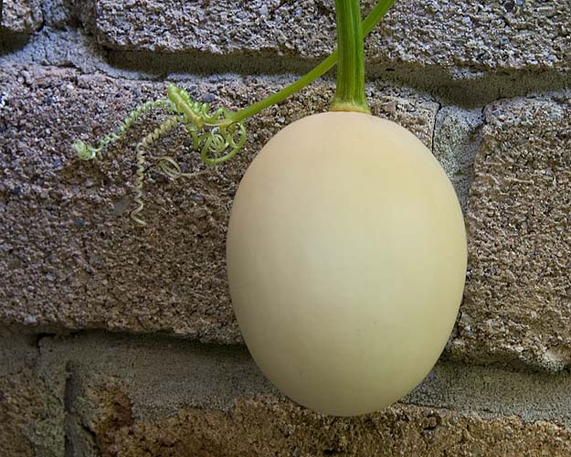 Egg on a Wall